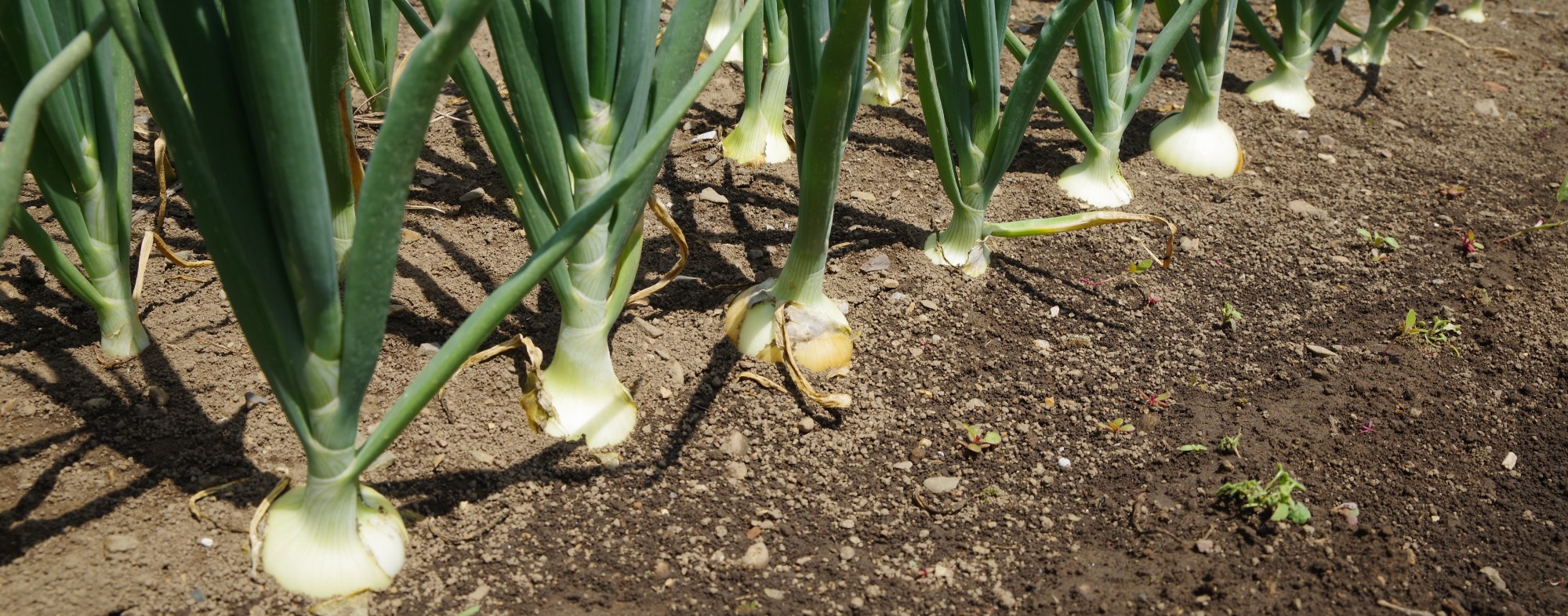 Onion